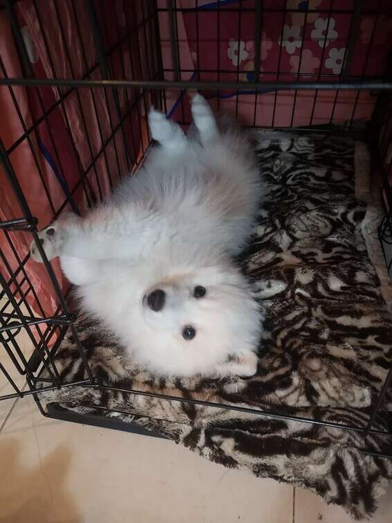 הגור זקוק למקום מסודר ומרופד בו יוכל להתחבא אם ירצה, יש חשיבות חנוכית לכלוב הגורים, הכלב לא ירצה לעשות שם את צרכיו. כלוב הגורים באדיבות "גג לחיות" // צילום: ספיר טל 